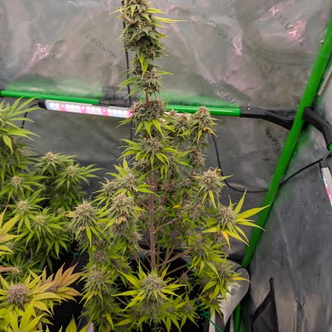 Purple Lemonade FF growlog timeline photo