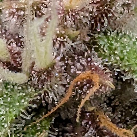 Purple Lemonade FF growlog timeline photo