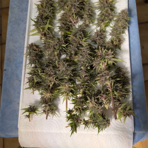 Purple Lemonade FF growlog timeline photo