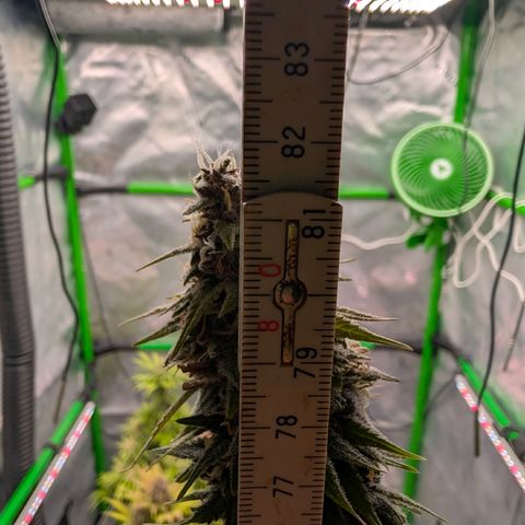 Purple Lemonade FF growlog timeline photo