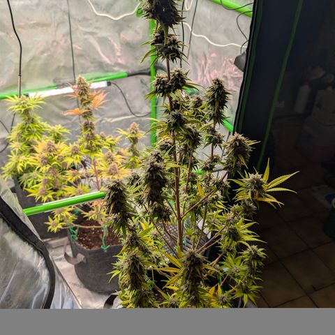 Purple Lemonade FF growlog timeline photo