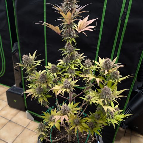 Purple Lemonade FF growlog timeline photo