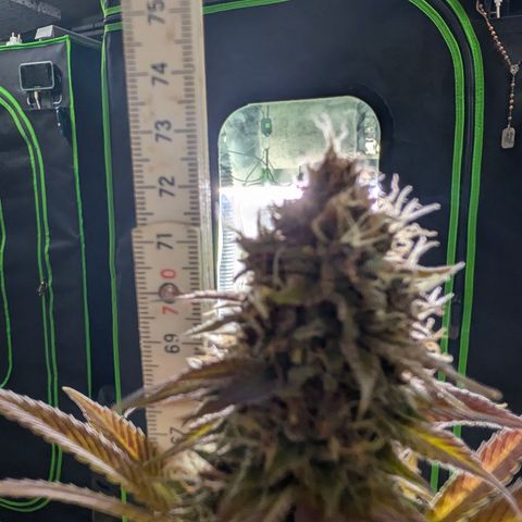 Purple Lemonade FF growlog timeline photo