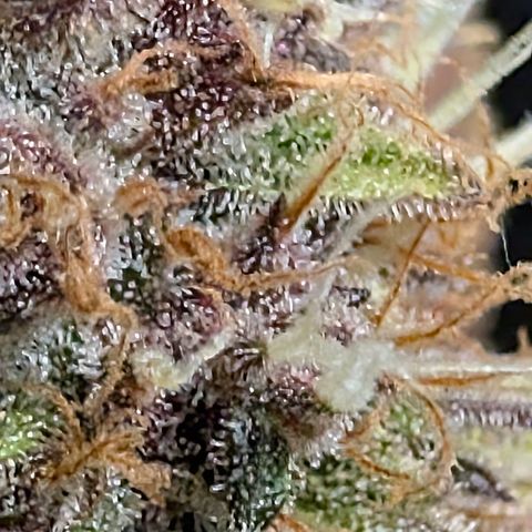 Purple Lemonade FF growlog timeline photo