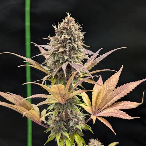 Purple Lemonade FF growlog timeline photo