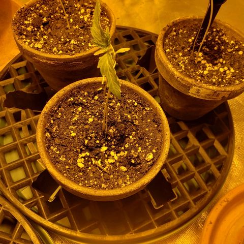 Taylor growlog timeline photo