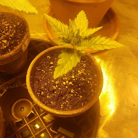 Taylor growlog photo: Petite lil girl. She is standing in her own!!