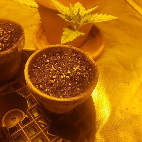 Taylor growlog photo: Petite lil girl. She is standing in her own!!