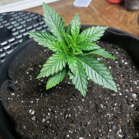 Taylor growlog timeline photo