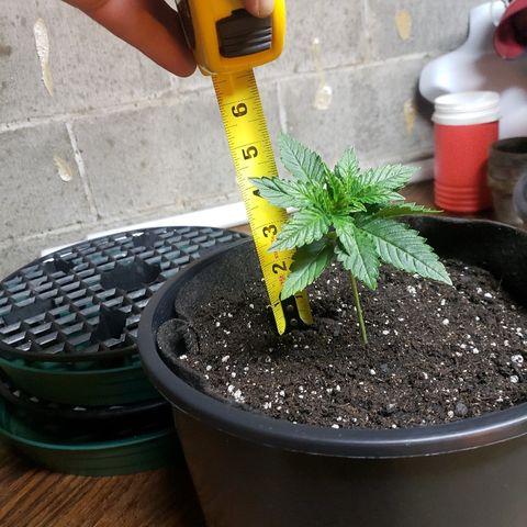 Taylor growlog timeline photo