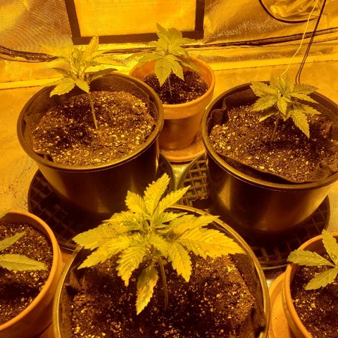 Taylor growlog photo: All my single ladies. 