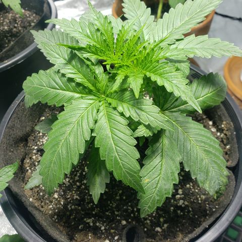 Taylor growlog timeline photo