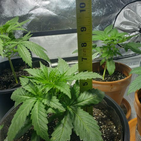 Taylor growlog timeline photo