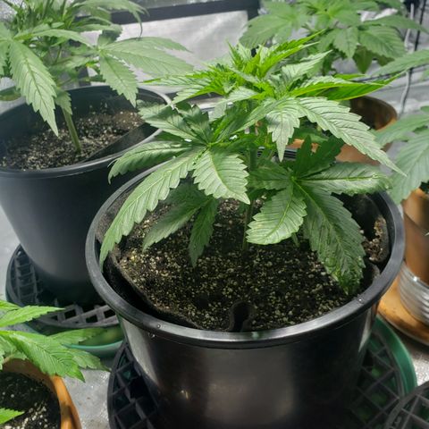 Taylor growlog timeline photo