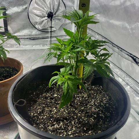 Taylor growlog photo: Trimmed today. Hope to top monday but have to read up. 