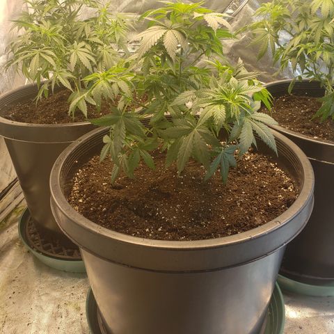 Taylor growlog timeline photo
