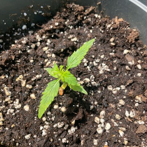 F1 growlog timeline photo