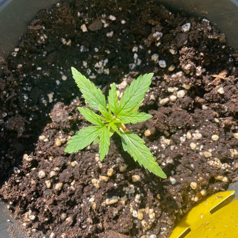 F1 growlog timeline photo
