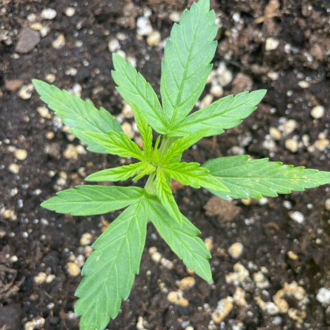 F1 growlog timeline photo