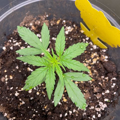 F1 growlog timeline photo
