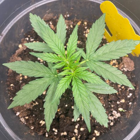 F1 growlog timeline photo