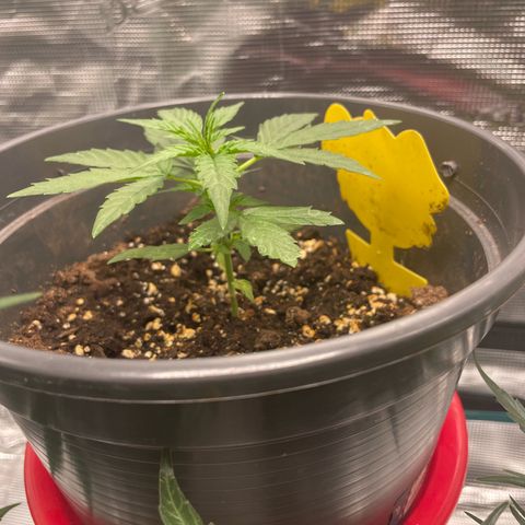 F1 growlog timeline photo