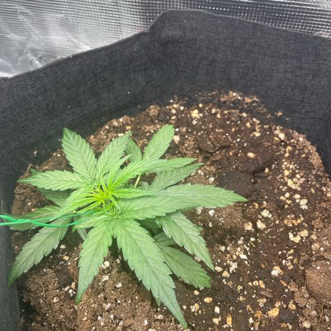 F1 growlog timeline photo