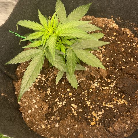 F1 growlog timeline photo