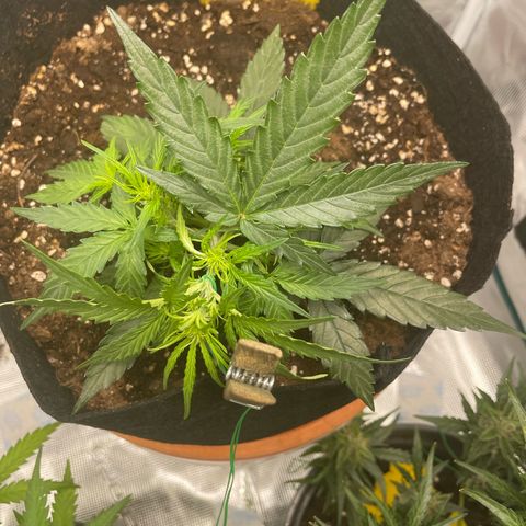 F1 growlog timeline photo