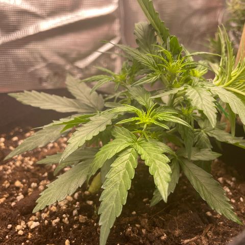 F1 growlog timeline photo