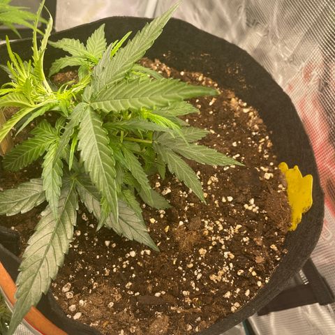 F1 growlog timeline photo