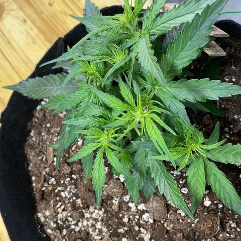 F1 growlog timeline photo