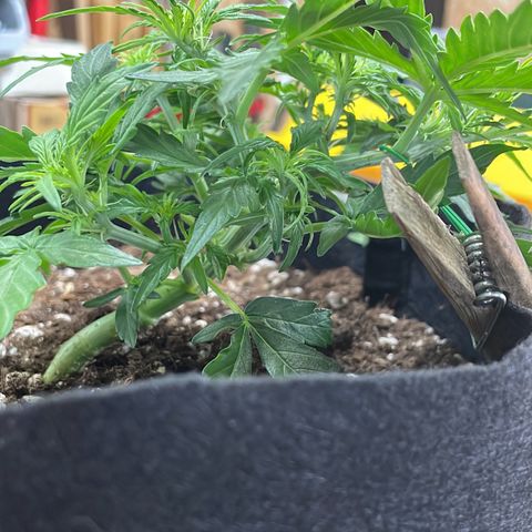 F1 growlog timeline photo