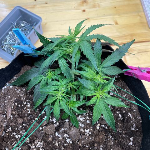 F1 growlog timeline photo