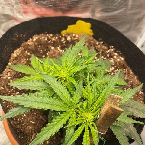 F1 growlog timeline photo