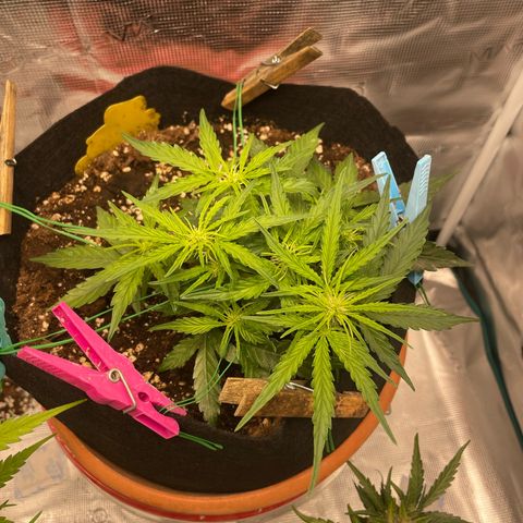 F1 growlog timeline photo