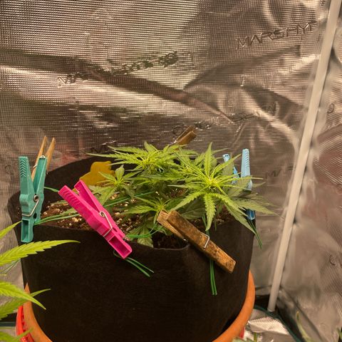 F1 growlog timeline photo