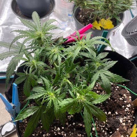 F1 growlog timeline photo