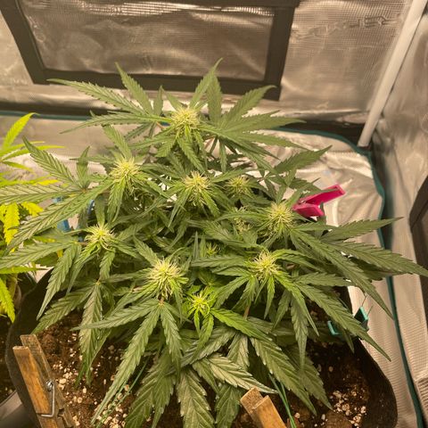 F1 growlog timeline photo