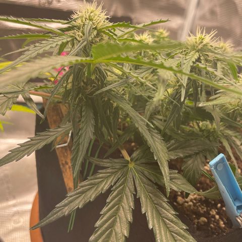F1 growlog timeline photo