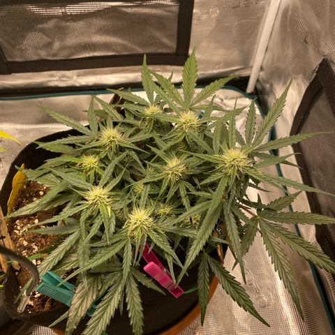 F1 growlog timeline photo
