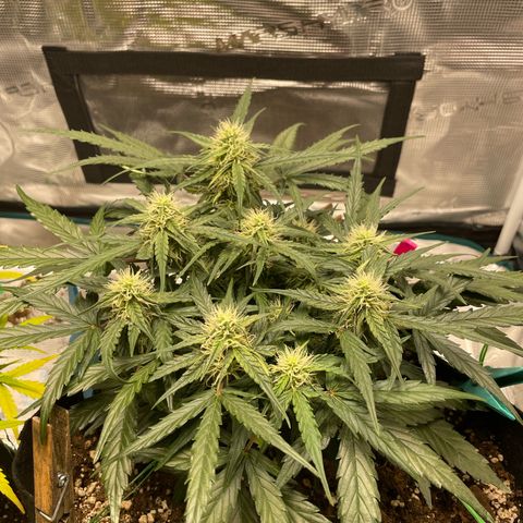 F1 growlog timeline photo