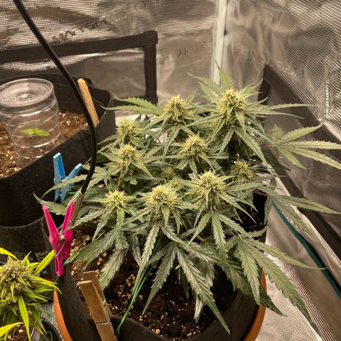 F1 growlog timeline photo
