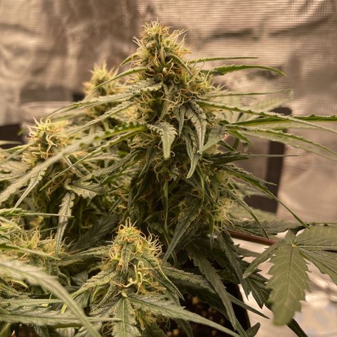 F1 growlog timeline photo