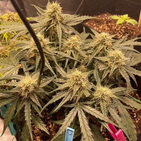 F1 growlog timeline photo