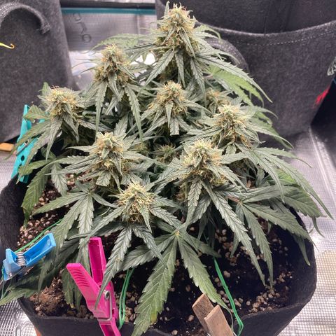 F1 growlog timeline photo