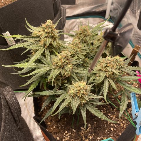 F1 growlog timeline photo