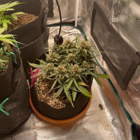 F1 growlog timeline photo
