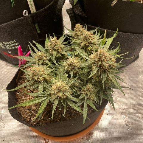 F1 growlog timeline photo