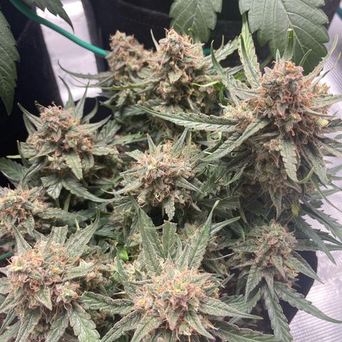 F1 growlog timeline photo